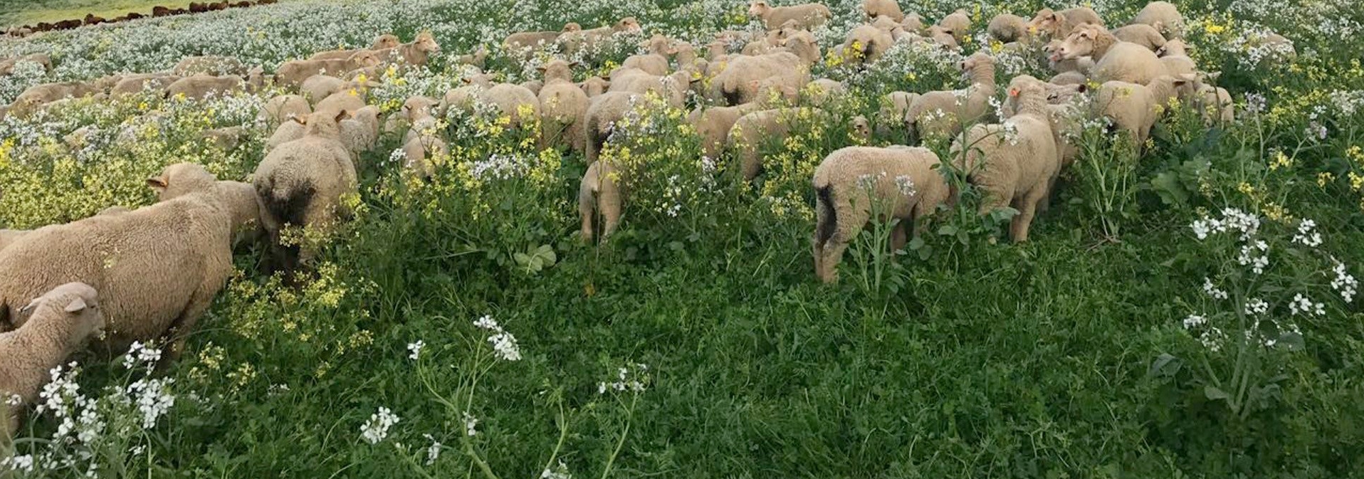 pasture cropped