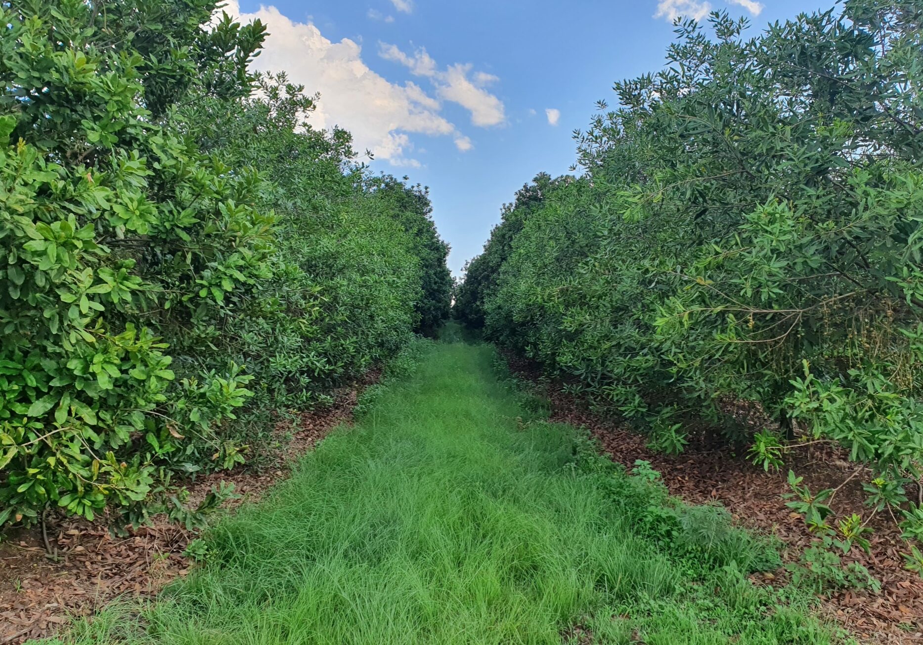 Cover Crop 3 a