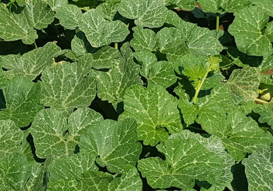 No-6-IMG-20190509-WA0006