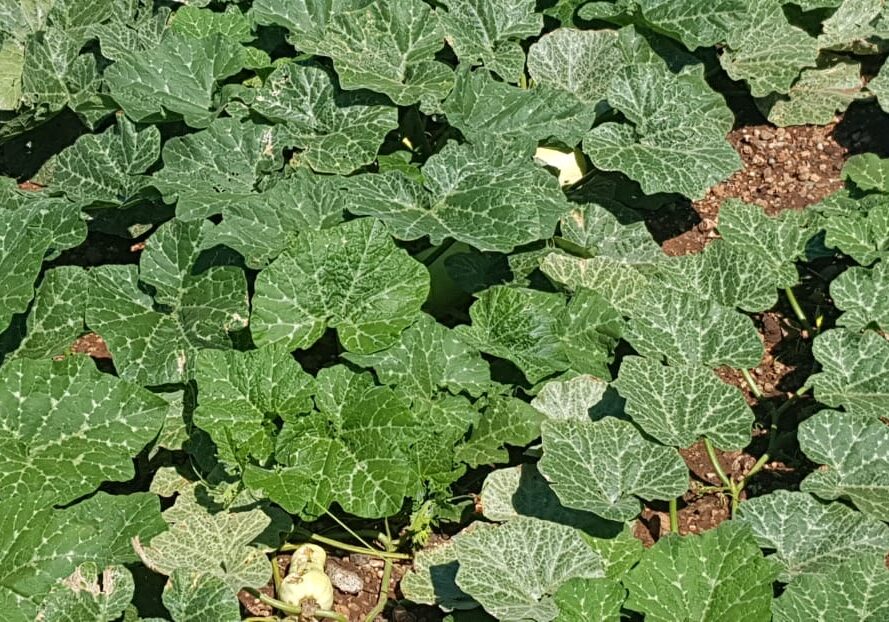 No-7-IMG-20190509-WA0005