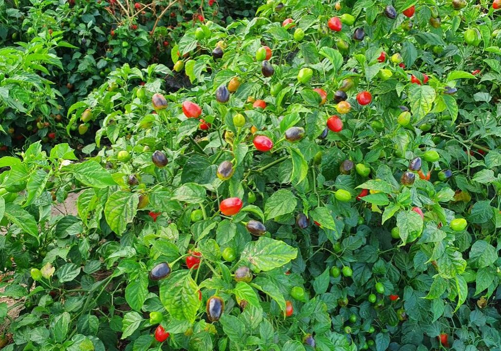 Peppers